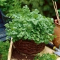 Mini záhrada - Coriander - pre balkónové a terasové kultúry - Coriandrum sativum - semená