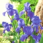 Iris germanica آبی - لامپ / غده / ریشه