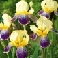 Iris germanica fialová a žltá - cibuľka / hľuza / koreň