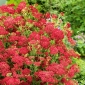 Achillée millefeuille - Paprika - Rouge - Achillea millefolium