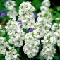 Stok serigala "Varsovia Mera" - putih; bunga gilly - Matthiola incana annua - biji