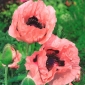Orientalski mak "Princesa Victoria Louise" - rožnato-oranžna - 630 semen - Papaver orientale - semena