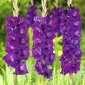 Gladiolus, Gladiole, Schwertblume Purple Flora - 5 Zwiebeln