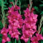 Gladiolus rosa - XXL - pakke med 5 stk