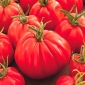 Tomato "Corazon F1" - lembu, pelbagai tinggi untuk bidang dan di bawah penanaman penutup - Lycopersicon esculentum Mill  - benih