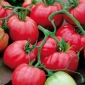 Tomaatti - Cuor di Bue - Lycopersicon esculentum Mill  - siemenet