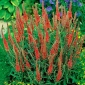 Veronica, Speedwell Červená - květinové cibulky / hlíza / kořen - Veronica spicata