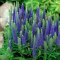 Vārpu veronika - zils - Veronica spicata