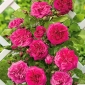 Klatrerose - mørk rosa - potteplante - 