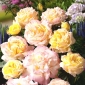 Plezalna vrtnica - limonino rumena - roza - lončnica - 