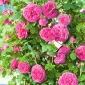 Kāpjošs rožu - rozā podiņā stāds - 
