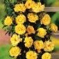 Laipiojančios rožės geltonos spalvos vazoninis daigas - 