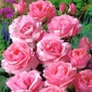 Vrtna ruža s više cvjetova - ružičasta sadnica u saksiji - 