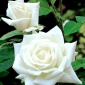 Suurikukkainen ruusu - valkoinen - ruukkukasvi - 