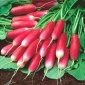 الفجل "ميلة" - أحمر مع تلميح أبيض - 850 البذور - Raphanus sativus L. - ابذرة