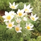 Koniklec - bílé květy - sazenice; Pasqueflower, společný květ pasque, evropský pasqueflower - 