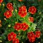 Signet marigold "Eliza"- 단일, 살구 - 진홍색 꽃 - Tagetes tenuifolia - 씨앗