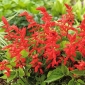 Kızıl adaçayı "Czardasz"; tropikal adaçayı - Salvia splendens - tohumlar