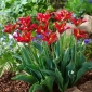 Tulipa Eye Catcher - Tulip Eye Catcher - 5 bulbs