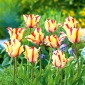 Tulpės Flaming Parrot - pakuotėje yra 5 vnt - Tulipa Flaming Parrot