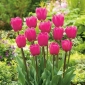 Tulipa ruža - tulipana ruža - 5 lukovica - Tulipa Rose