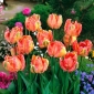 Tulipa somon Parrot - Tulip somon Parrot - 5 bulbi - Tulipa Salmon Parrot