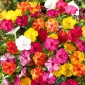 Wunderblume gemischte Samen - Mirabilis jalapa - 30 Samen