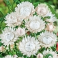 เมล็ดพันธุ์ดอกไม้แคระคู่สีขาว - Helichrysum bracteatum - 1,250 เมล็ด - 1250 เมล็ด - Xerochrysum bracteatum