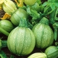 Zucchini 'Tondo chiaro di Nizza' - kugelförmige Frucht  