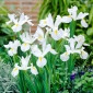 Võhumõõk (Iris × hollandica) - White Excelsior - pakend 10 tk