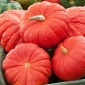 Giant squash "Rouge vif d'Etampes" - με μεγάλα, πεπλατυσμένα, φτερωτά φρούτα - 9 σπόρους - Cucurbita maxima  - σπόροι