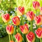 Tulpės Candy Corner - pakuotėje yra 5 vnt - Tulipa Candy Corner