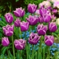 Tulipa American Engle - Tulip američki Engle - 5 lukovica - Tulipa American Eagle