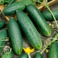 Cucumber "Delicius" - delicious salad, field variety - 200 seeds