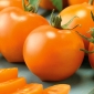 Tomato "Akron" - pelbagai oren-merah untuk penanaman rumah hijau dan terowong - Lycopersicon esculentum  - benih