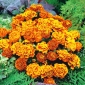 Orange-mahoni Perancis marigold "Queen Sophia" - 525 biji - Tagetes patula L. - benih