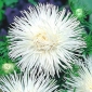 Nadel-Blütenblatt-Aster "Angora" - weiß - 225 Samen - 