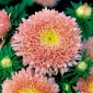 Pink-orange kínai "Princess" aster - 500 mag - Callistephus chinensis - magok