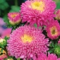 Pink pompom-flowered aster - 500 seeds