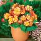 Begonia x tuberhybrida - Marginata Yellow - pakket van 2 stuks