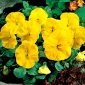 Viola wittrockiana - Goldgelb, Coronation Gelb - giallo - 400 semi - Viola x wittrockiana