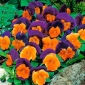 Großblumiges Stiefmütterchen Orange Violet Samen - Viola x wittrockiana - 240 Samen