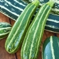 کدو سبز Striato d'Italia - 10 دانه - Cucurbita pepo 