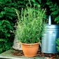 Hạt Tarragon - Artemisia dracunculus - 500 hạt