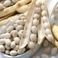 Bean "Aura" - varietas kerdil untuk biji kering - 100 biji - Phaseolus cocineus