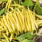 矮小的法国黄豆“金Pantera” - Phaseolus vulgaris L. - 種子