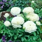 Renoncules - blanc - paquet de 10 pièces - Ranunculus