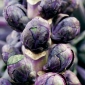 Purple Βρυξελλών Βλαστήστε σπόρους - Brassica oleracea convar. oleracea var. gemmifera - 96 σπόροι - Brassica oleracea var. gemmifera