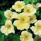 Garden nasturtium "Milkmaid"; Indisk kress, munkar cress - lång variation - 40 frön - Tropaeolum majus