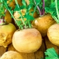 萝卜，白萝卜“金球” -  2500粒种子 - Brassica rapa subsp. Rapa - 種子